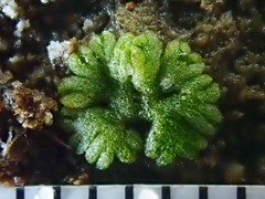 Riccia cavernosa
