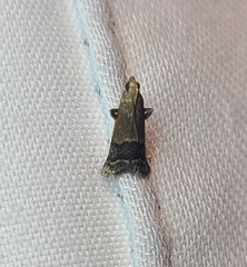 Eulogia ochrifrontella