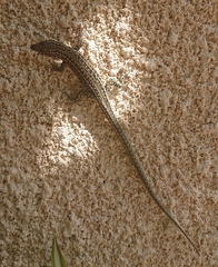 Podarcis guadarramae guadarramae