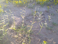 Bouteloua barbata barbata