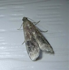 Euzophera semifuneralis