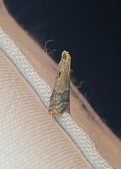 Eulogia ochrifrontella