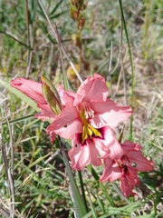 Gladiolus meliusculus