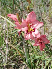 Gladiolus meliusculus
