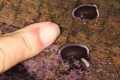 Phlebiopsis crassa