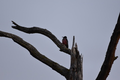 Melanerpes lewis