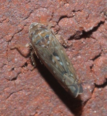 Scaphoideus
