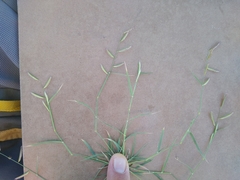 Bouteloua barbata barbata