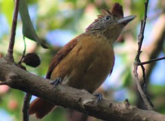 Thamnophilus doliatus