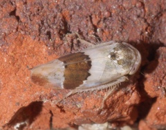 Norvellina seminuda