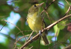 Vireo pallens