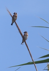 Carduelis carduelis