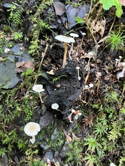 Collybia