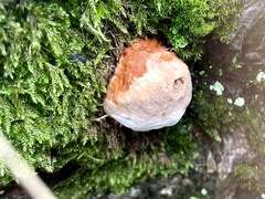 Fomitopsis pinicola