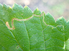 Stigmella confusella