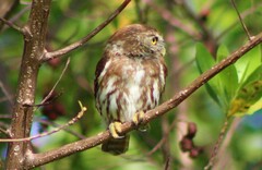 Glaucidium brasilianum