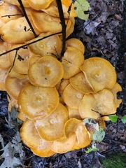 Omphalotus illudens