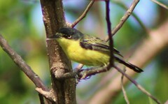 Todirostrum cinereum