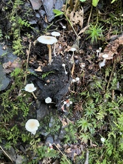 Collybia