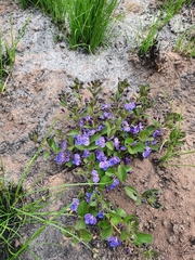 Rotheca
