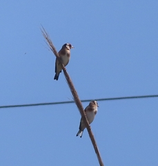 Carduelis carduelis