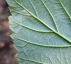 Stigmella confusella