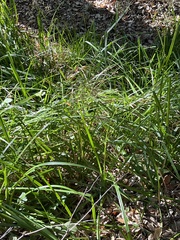 Carex barbarae