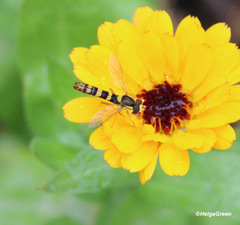 Sphaerophoria scripta