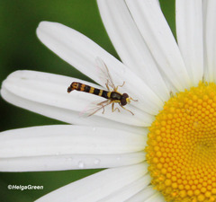 Sphaerophoria scripta