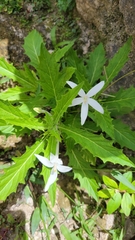 Hippobroma longiflora