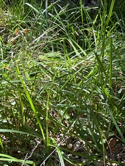 Carex barbarae