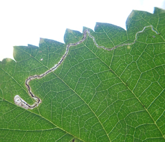 Stigmella confusella