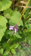 Stachys palustris