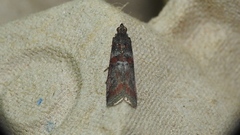 Acrobasis tricolorella
