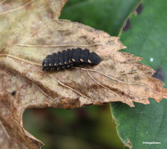 Lampyris noctiluca