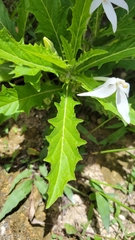 Hippobroma longiflora