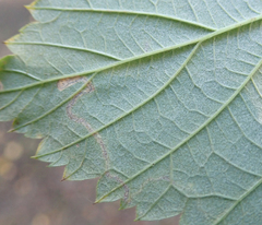 Stigmella confusella