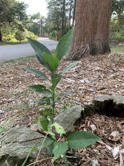 Nemorimyza posticata