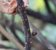 Nectria cinnabarina