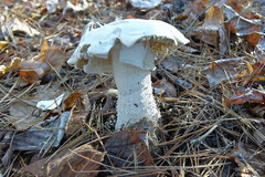 Amanita polypyramis