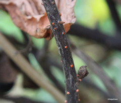Nectria cinnabarina