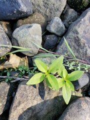 Lysimachia terrestris