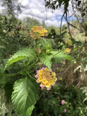 Lantana
