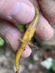 Eurycea wilderae