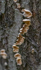 Steccherinum ochraceum