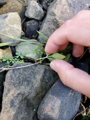 Lysimachia terrestris