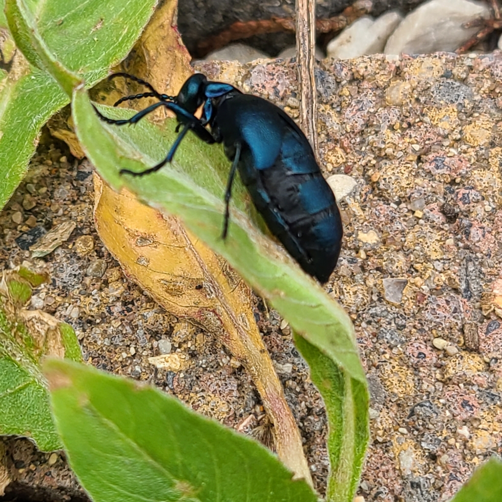 Oil Beetles from Franklin, WI 53132, USA on September 18, 2022 at 02:14 ...