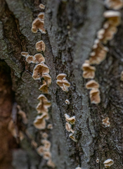 Steccherinum ochraceum