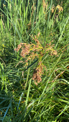 Scirpus pendulus