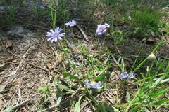 Felicia heterophylla